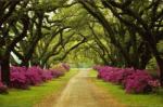 treelinedpathway
